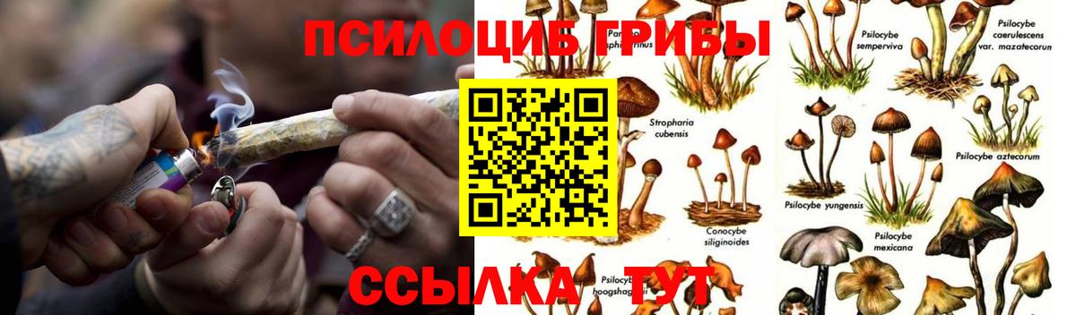 Псилоцибиновые грибы мицелий  Вход с VPN  Псилоцибиновые грибы Psilocybine cubensis  Тосно 
